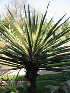 Yucca baccata Torr. resmi