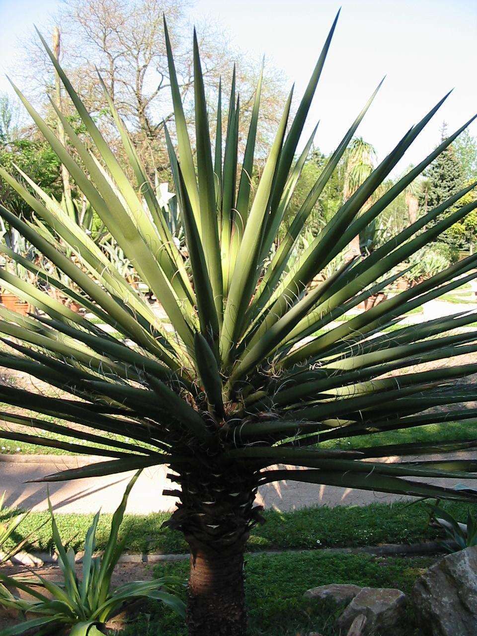 Imagem de Yucca baccata Torr.