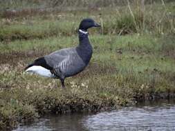 صورة Branta bernicla bernicla (Linnaeus 1758)