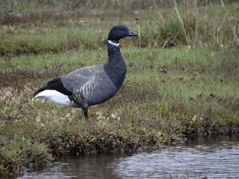 Image of Branta bernicla bernicla (Linnaeus 1758)