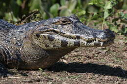 Image of Yacare caiman