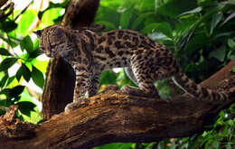 Image of Margay