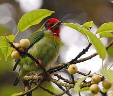 Image of Asian barbets