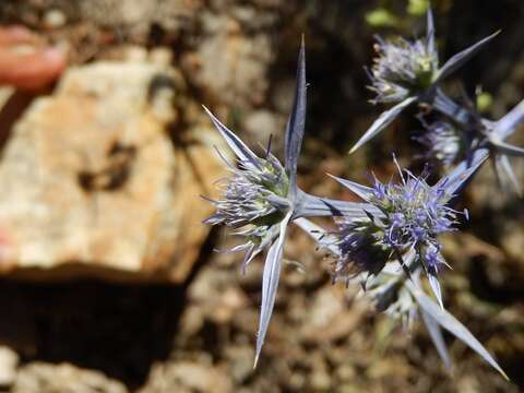 Image of Eryngium triquetrum Vahl