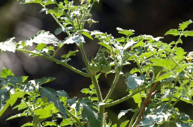 Image of tomato