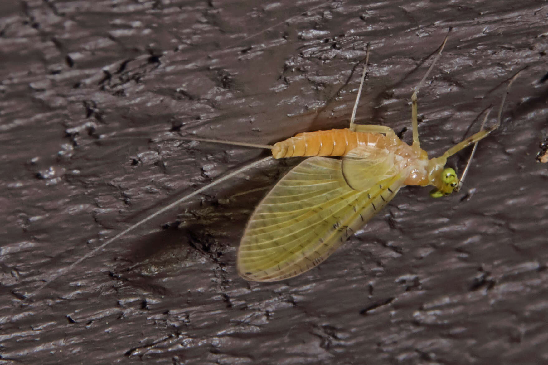 Image of Stenacron Mayfly