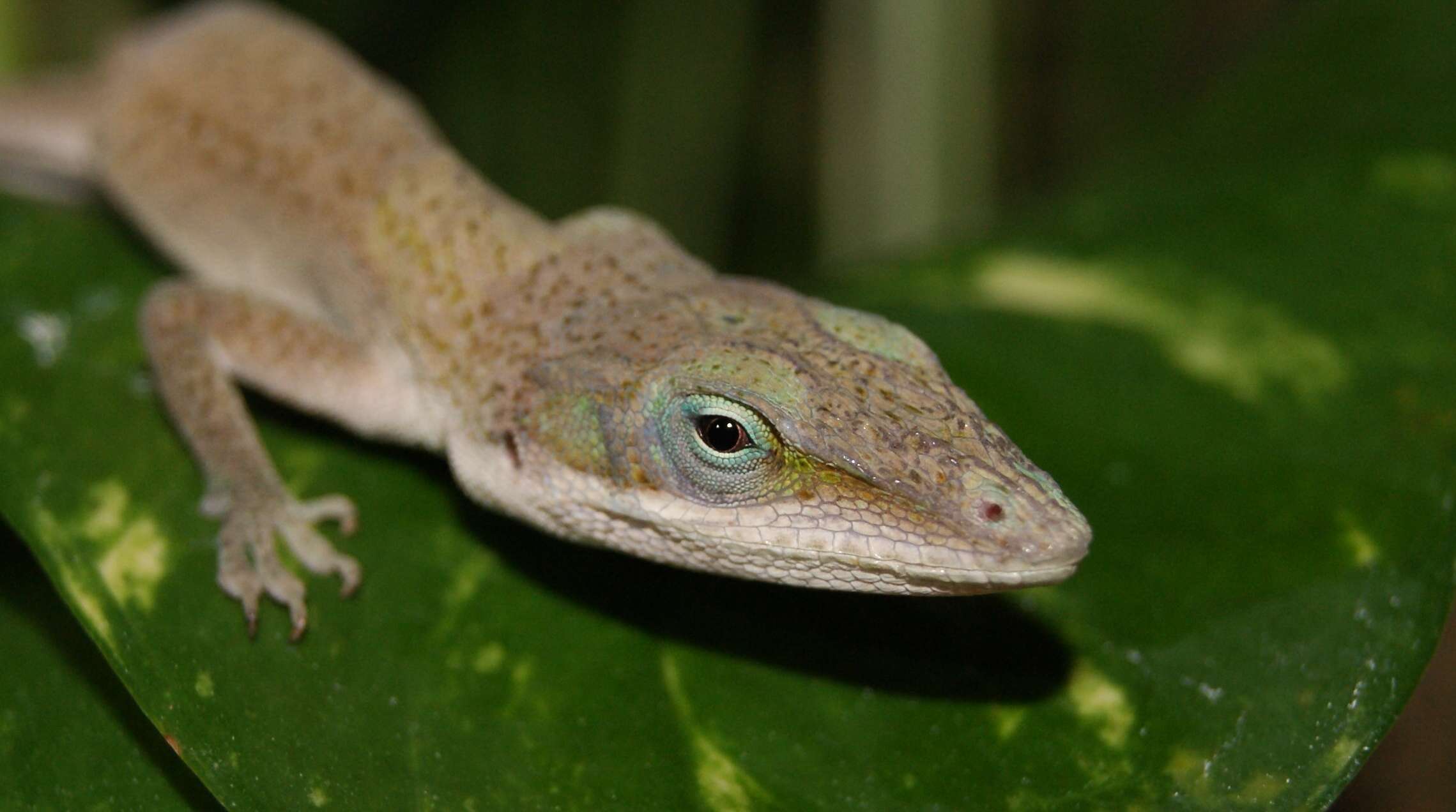 Image of American Anole