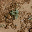 Plancia ëd Savignya parviflora (Delile) Webb