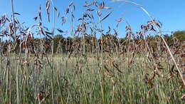 Image of Apodasmia brownii (Hook. fil.) B. G. Briggs & L. A. S. Johnson