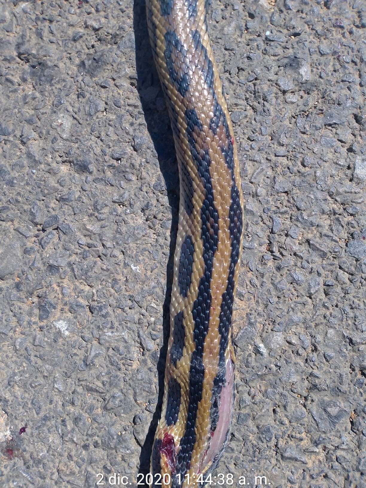 Image of Middle American Gopher Snake