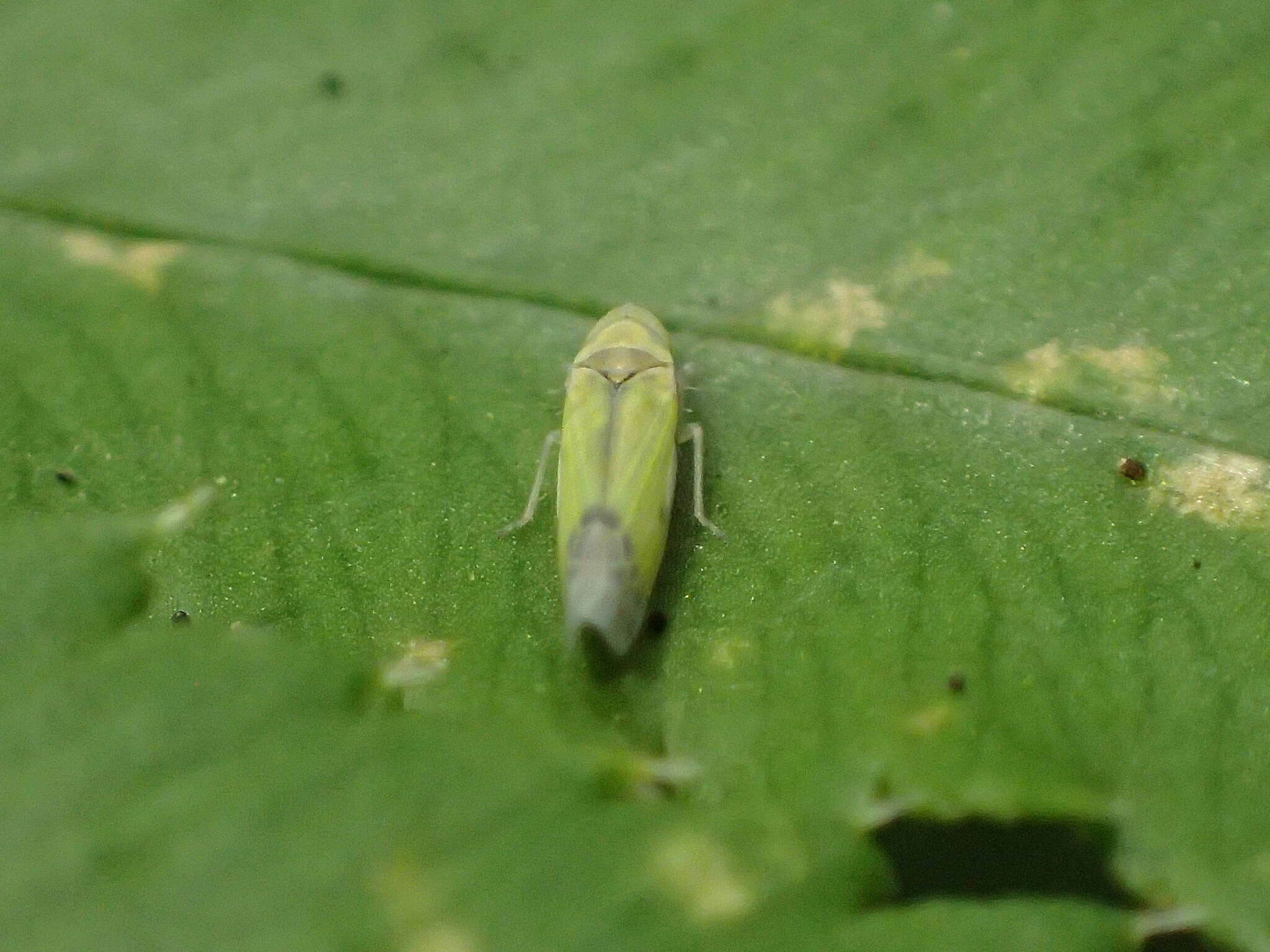 Image of Eupteryx (Eupteryx) filicum (Newman & E. 1853)