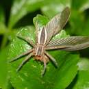 Plancia ëd Dolomedes sulfureus L. Koch 1878