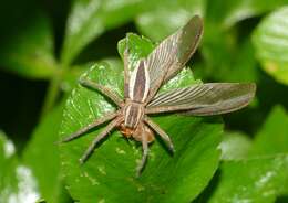 صورة Dolomedes sulfureus L. Koch 1878