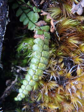 Слика од Melpomene peruviana