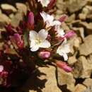 Слика од Epilobium pycnostachyum Hausskn.