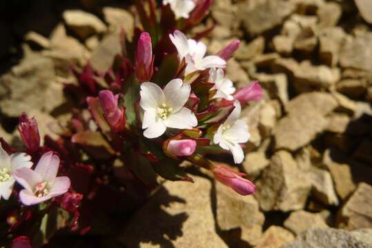 Image of Epilobium pycnostachyum Hausskn.