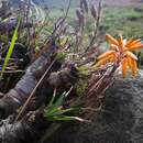 Aloe chortolirioides var. chortolirioides resmi