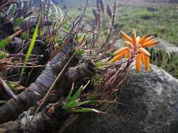 Image of Aloe chortolirioides var. chortolirioides