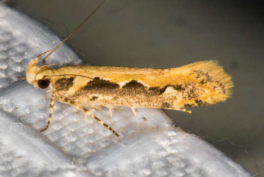 Image of Moth