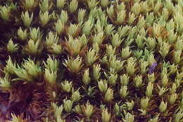 Image of tortella moss