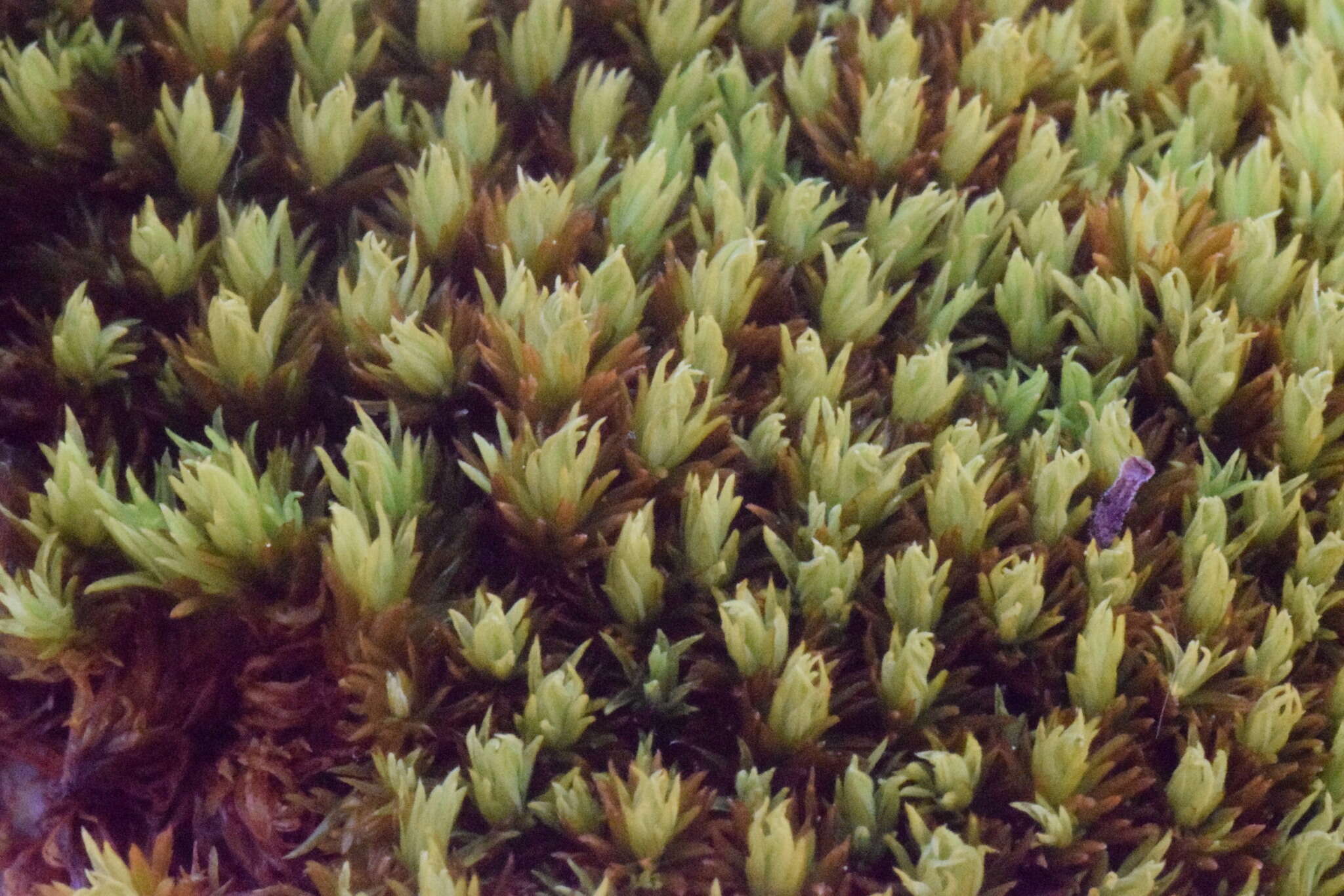 Image of tortella moss