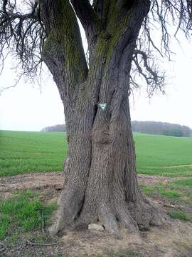 Image of European Pear