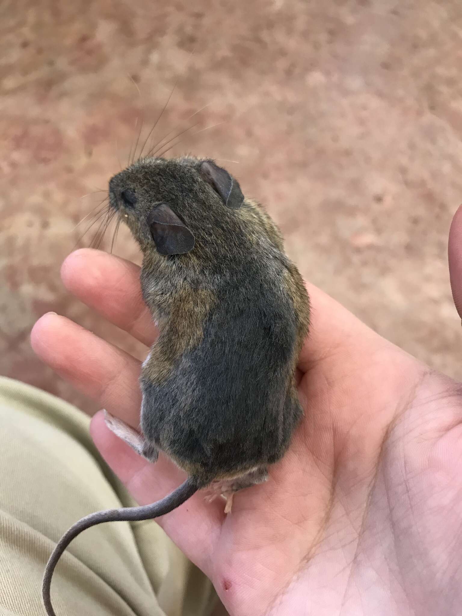 Image of Cotton Deermouse