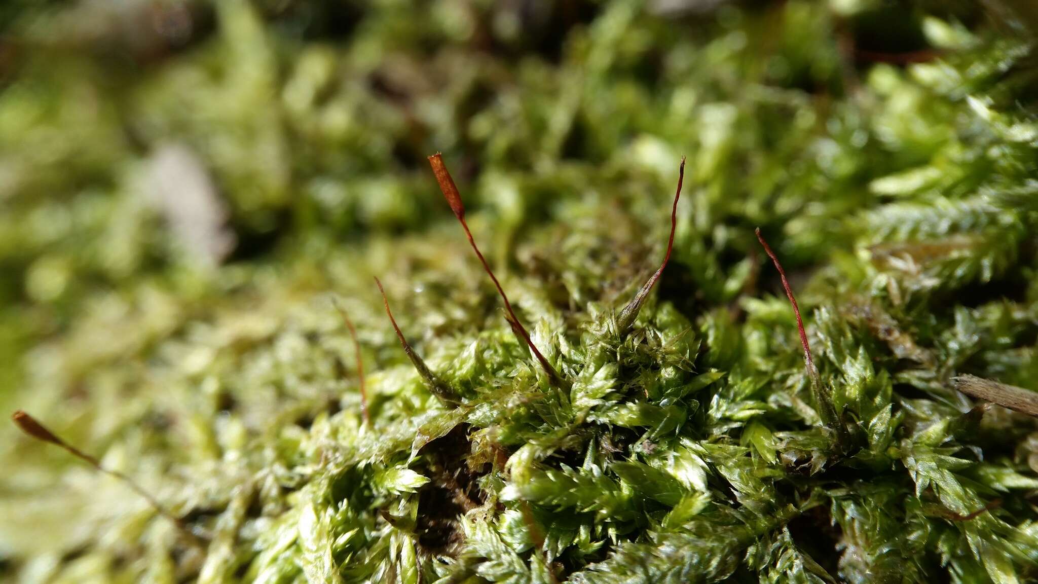 Image of entodon moss