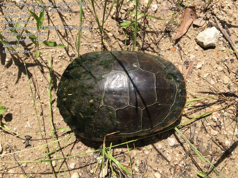 Image of Deirochelys reticularia miaria Schwartz 1956