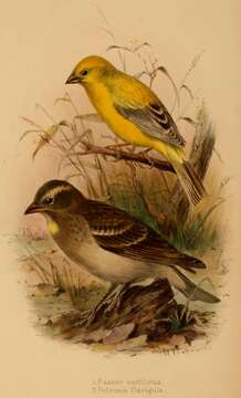 Image of Arabian Golden Sparrow