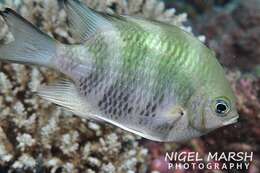 Image of Staghorn damsel