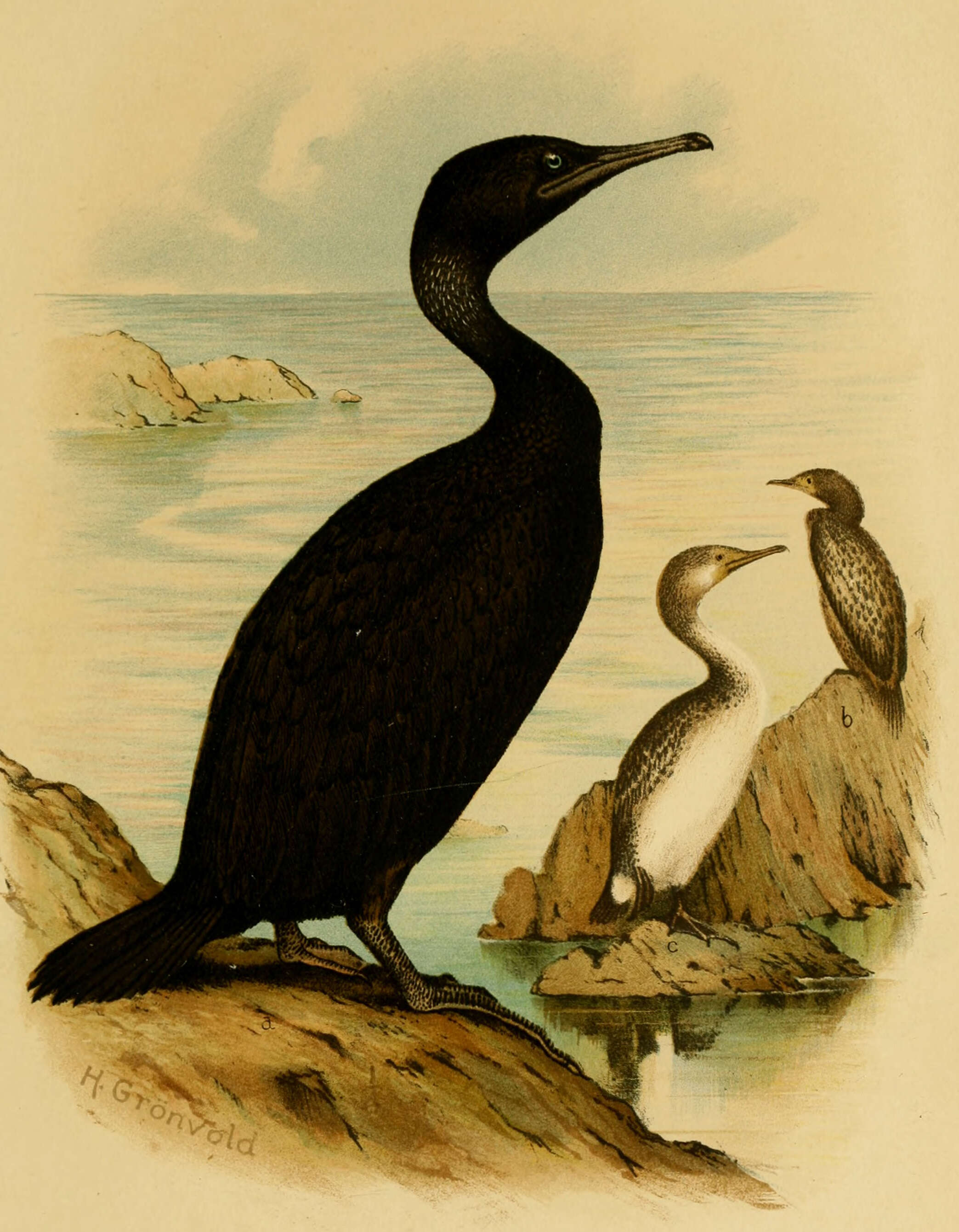 Image of Phalacrocorax Brisson 1760