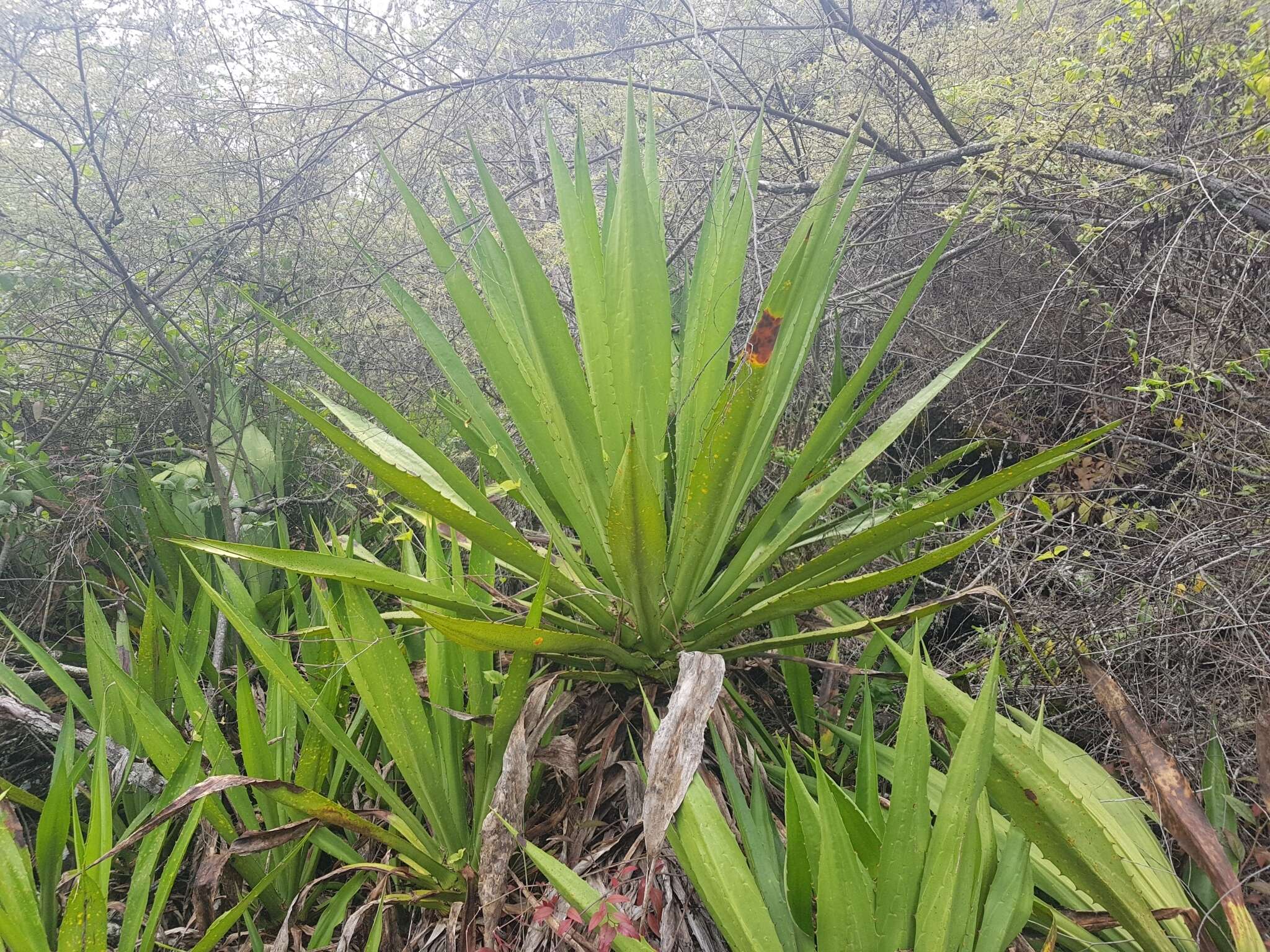 Furcraea hexapetala (Jacq.) Urb.的圖片