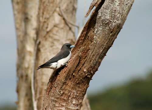 Image of White-breasted Woodswallow