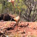 Cymbopogon bombycinus (R. Br.) Domin resmi