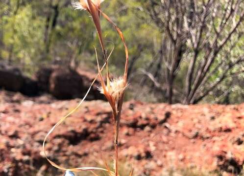 Imagem de Cymbopogon bombycinus (R. Br.) Domin