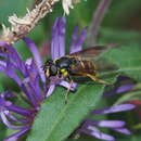 Image of Sericomyia chrysotoxoides Macquart 1842