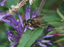 Image of Sericomyia chrysotoxoides Macquart 1842