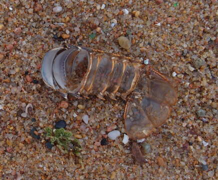 Image of Scalloped Spiny Lobster