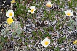 صورة Dryas octopetala var. asiatica (Nakai) Nakai