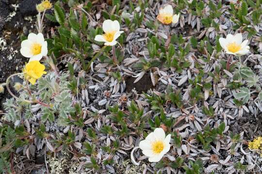 Imagem de Dryas octopetala var. asiatica (Nakai) Nakai