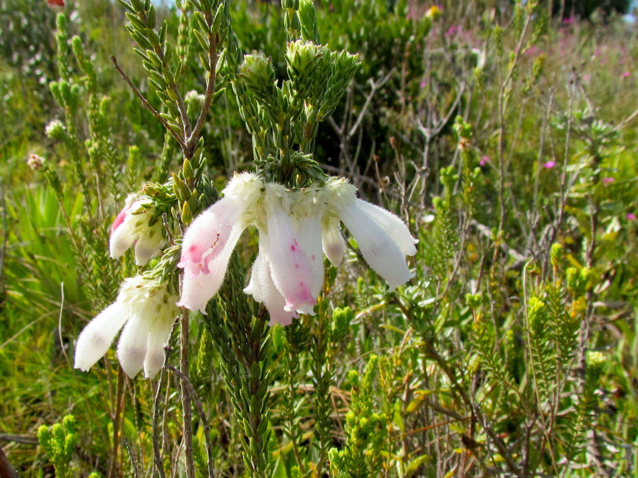 Image of Erica pectinifolia Salisb.