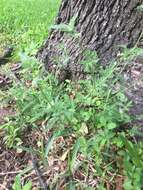 Image of knotted hedgeparsley