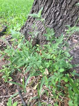 Image of knotted hedgeparsley