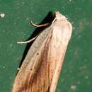 Image of Feeble Grass Moth