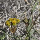 Image of Utah swallow-wort