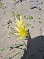 Image of Zephyranthes bagnoldii