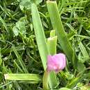 Image of Storm lily