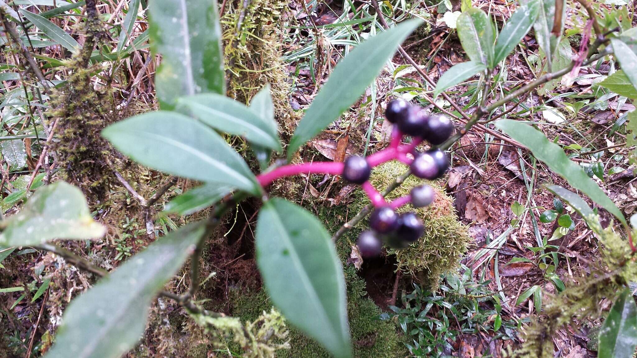 Imagem de Chassalia ternifolia (Baker) Bremek.