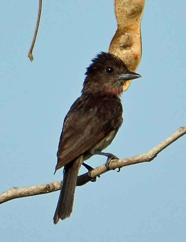 Pachyramphus aglaiae (Lafresnaye 1839) resmi